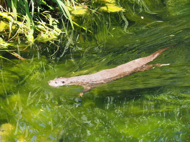 NaturOparC Hunawihr, Alsace (France)